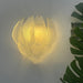 Tuliva Wall Lamp Vakkerlight