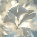Gingko Chandelier F - Simprolos