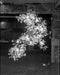 Gingko Chandelier F - Simprolos