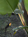 Shadow Pierce Ground Spike Light - Simprolos